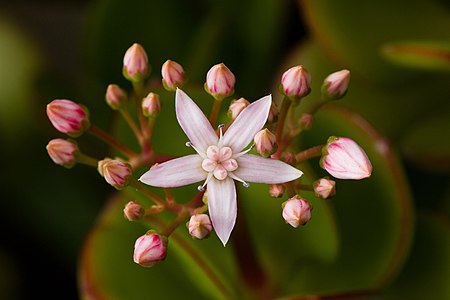 翡翠木花及芽