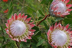 Протея артишоковая (Protea cynaroides) — типовой вид рода Протея