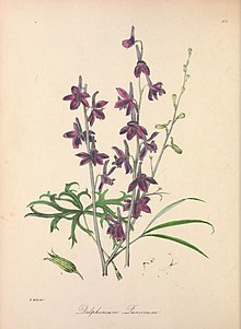 Delphinium puniceum illustration.jpg