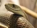 A close up of the black mamba's "coffin" shaped head