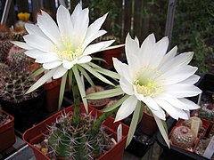 Echinopsis boyuibensis Cactus de boyuibe