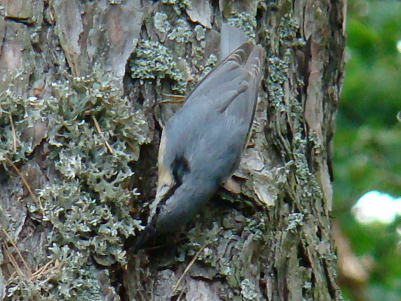 File:Eurasian Nuthatch-Mindaugas Urbonas-3.jpg