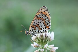 Butterfly photographed inside the Park.