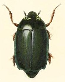 Gyrinus depressus.jpg