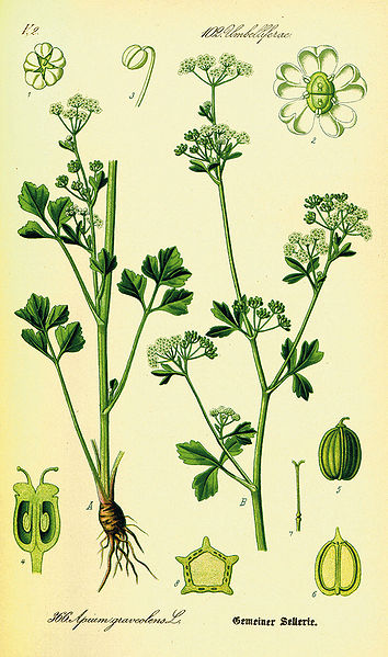 Archivo:Illustration Apium graveolens0.jpg