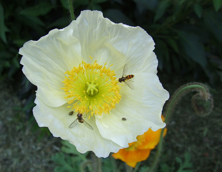 Файл:Isländischer Mohn.jpg