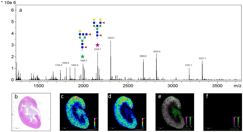 File:MALDI imaging.png