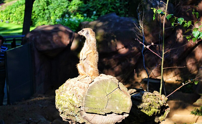 File:Meerkat ZOO Antwerp.jpg