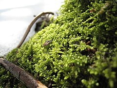 Moss in melting snow