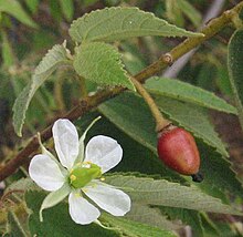 Muntingia Calabura flowers fruit.jpg