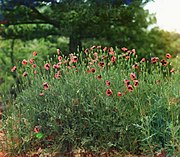 Field of poppies, by Sergei Mikhailovich Prokudin-Gorskii, ca. 1912