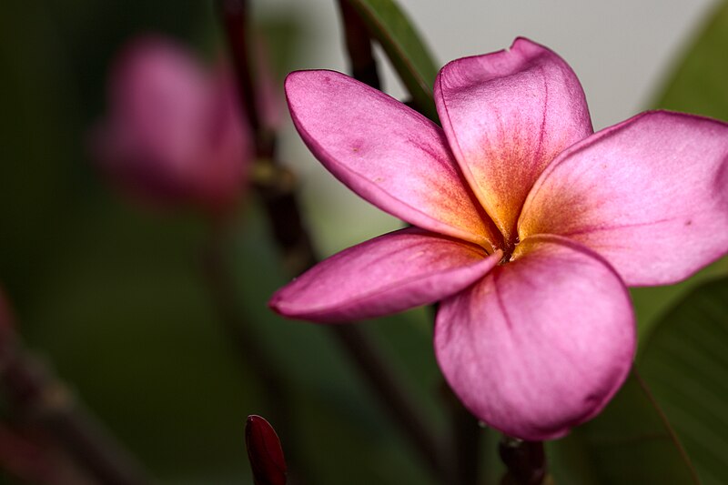 File:Plumeria Rubra Flower.jpg