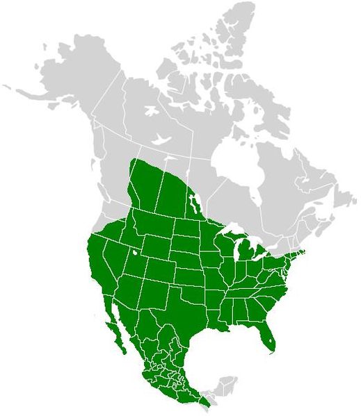 File:Pontia protodice range map.JPG