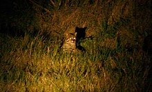 A fishing cat seen at night in a grassy habitat in Nepal. It is sitting down and its eyes are shining.