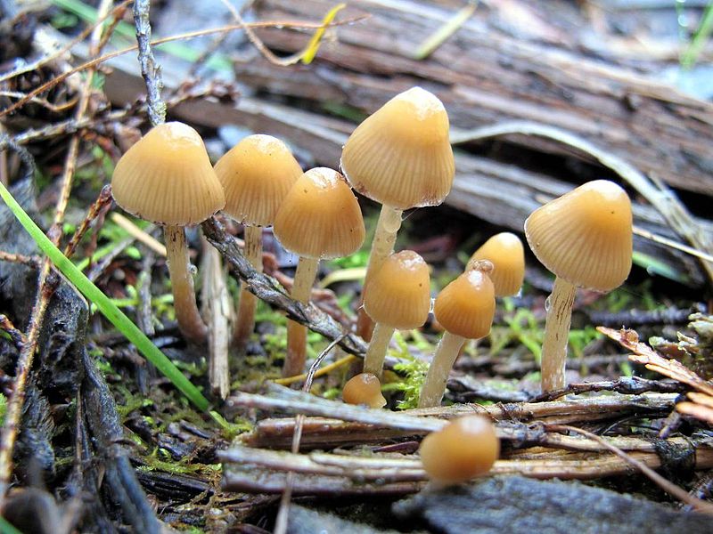 File:Psilocybe pelliculosa 119172.jpg