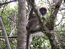 Red colobus kibale.JPG