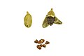 Cardamom fruit and seeds close up