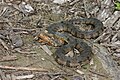 Nerodia erythrogaster transversa 蛇上有蟲 Southern Water Snake