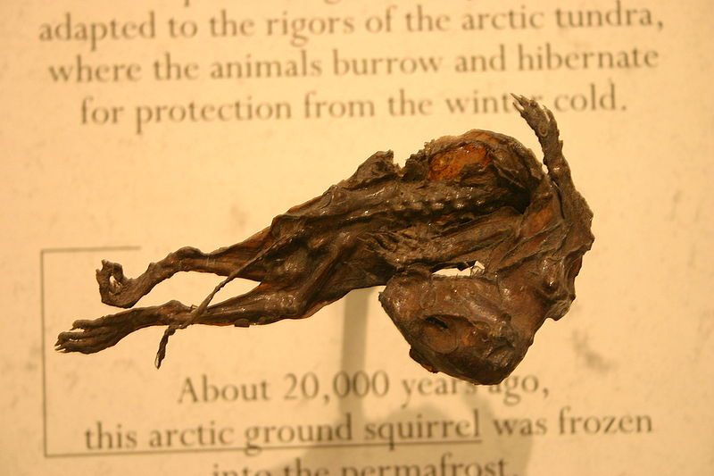 File:Squirrel Mummy.jpg