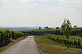 The road between the vineyards leading to the chapel