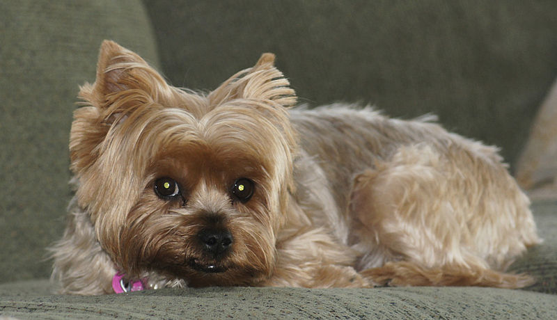 File:Yorkie.jpg