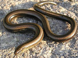 Slowworm, Anguis fragilis