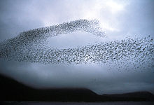 Auklet flock Shumagins 1986.jpg