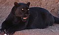 A black panther is actually a melanistic leopard or jaguar, the result an excess of melanin in their skin caused by a recessive gene.