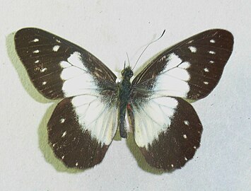 白帶彩粉蝶 Catasticta sisamnus