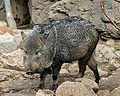 Collared peccary