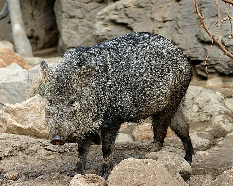 Файл:Collared Peccary.jpg