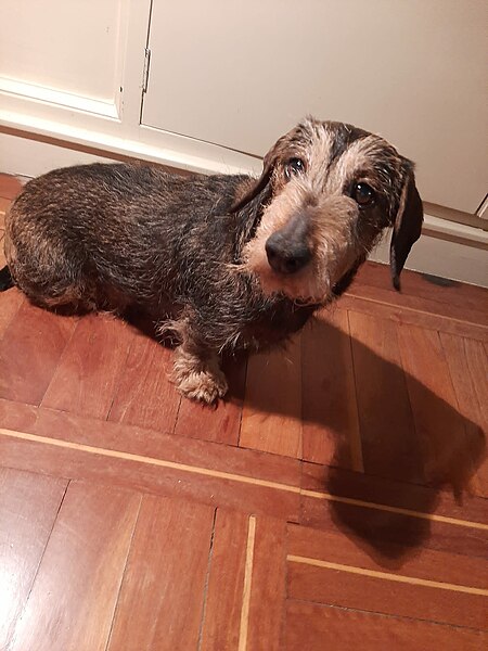 Archivo:Dachshund variedad pelo duro.jpg