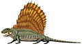 Name:Dimetrodon Time:Cisuralian - Guadalupian Group:Pelycosauria Eupelycosauria