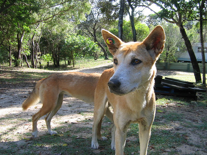 File:Dingoes Fraser Island2.jpg