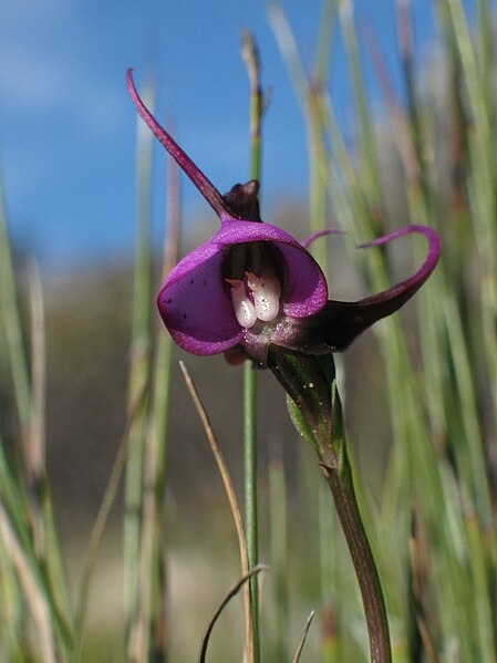 Archivo:Disperis capensis 1.jpg