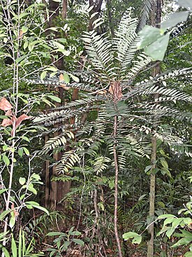 Эврикома длиннолистая (Eurycoma longifolia)