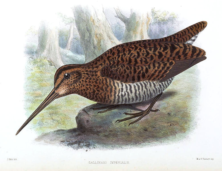 File:GallinagoImperialisSmit.jpg