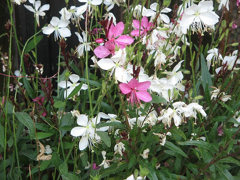 File:Gaura lindheimeri cv001.jpg