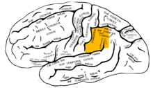 Gray726 supramarginal gyrus.png