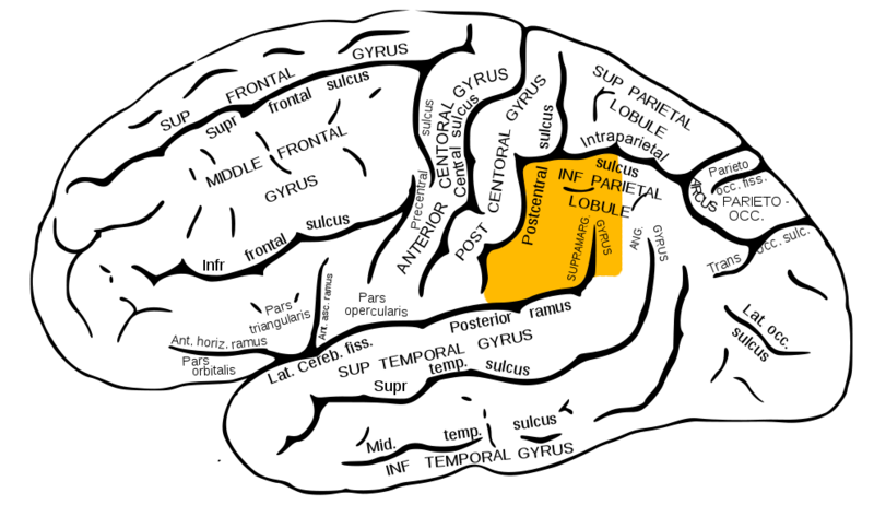 Archivo:Gray726 supramarginal gyrus.png