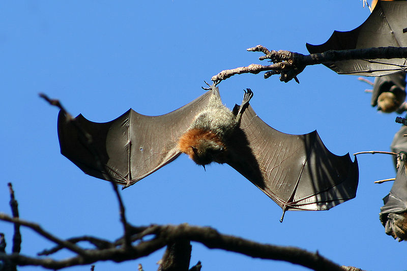 File:GreyHeadedFlyingFoxWingspan.jpg