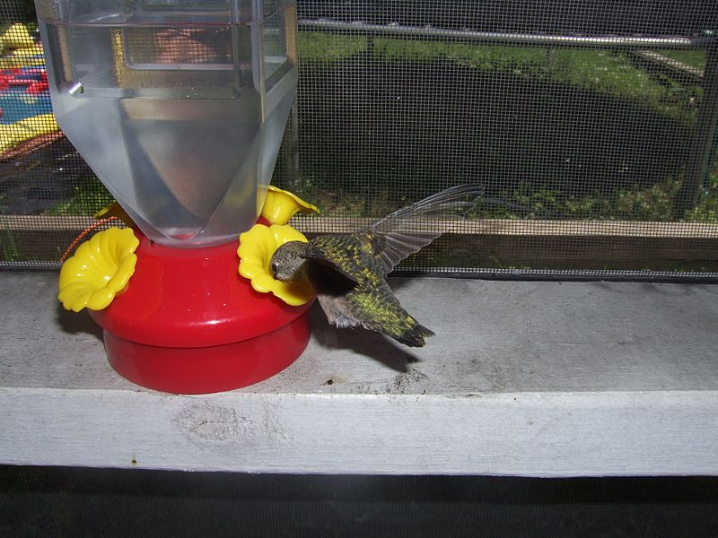 File:Hummingbird-Feeder-Transparent.jpg