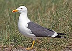 Thumbnail for Lesser black-backed gull