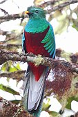 Male standing on a branch