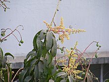 Photo of branch of mango tree displaying flowers with a building in the background