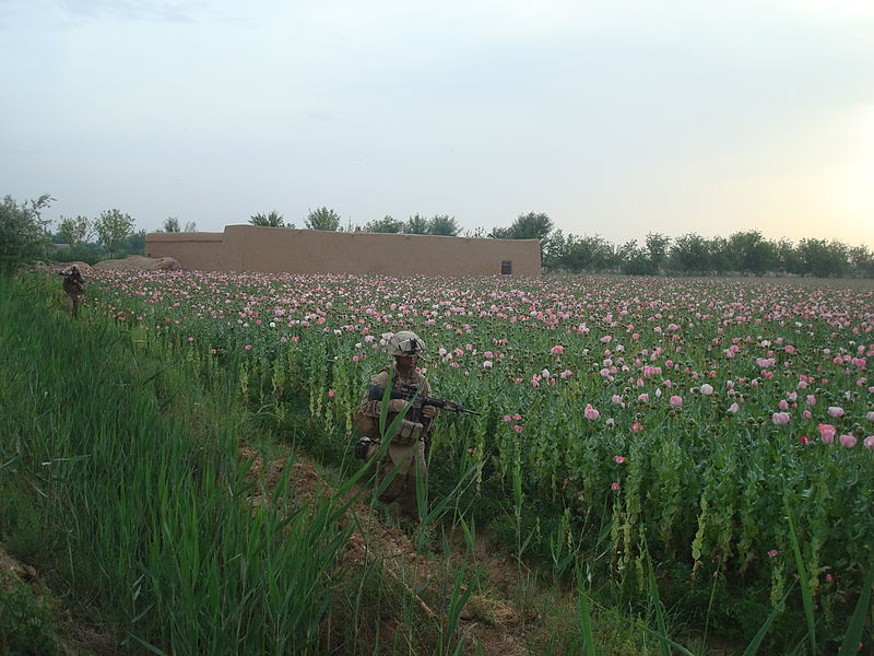 File:Marines in poppy fields.jpg