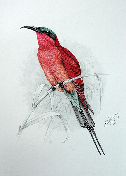 Файл:Merops nubicoides00.jpg