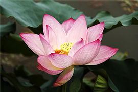 Blooming Nelumbo nucifera