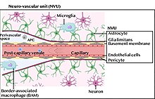 Neurovascular unit.jpg