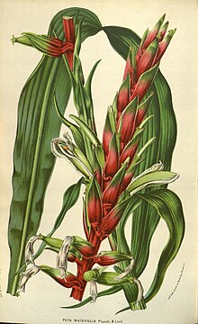 Pitcairnia maidifolia.jpg